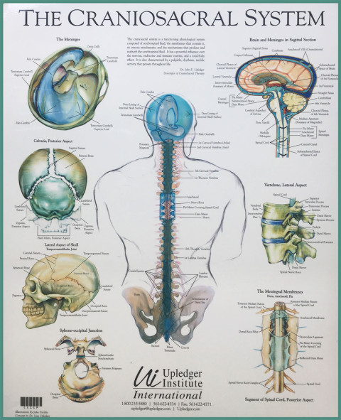 Het cranio sacrale systeem